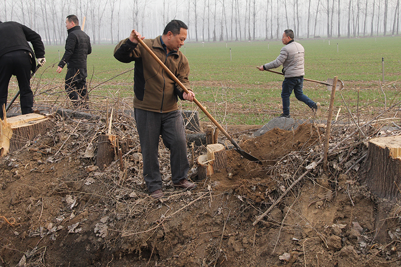 博農(nóng)集團(tuán)領(lǐng)導(dǎo)、基層黨政負(fù)責(zé)人等同志積極參加植樹活動(dòng)